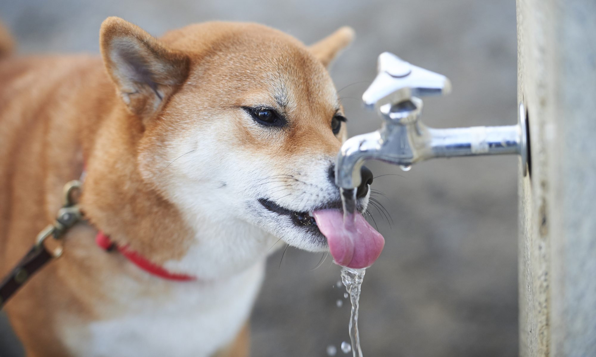 犬が水をたくさん飲むのは病気が原因 考えられる可能性と対処法について解説 埼玉県さいたま市大宮の動物病院 アイ動物病院